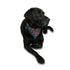 Poppy Pet Bandana