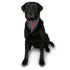 Poppy Pet Bandana